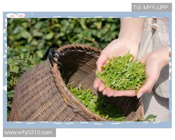 茶叶的千年传承与现代品味的完美融合探索